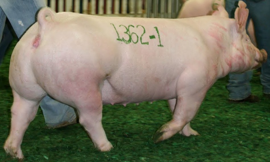 Verraco o Puerca Yorkshire para carne de gran calidad y baja en PSE