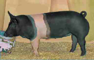 Verraco y Puerca Hampshire para carnes de gran calidad, sabor y baja PSE