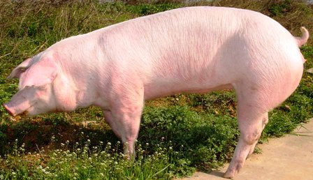 Danish Landrace