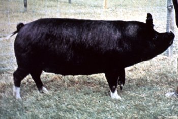 Verraco y Puerca Berkshire facilitan el crecimiento y el peso final de los cerdos