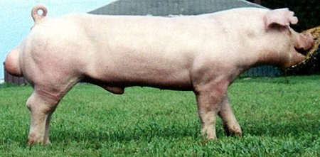 Verraco y Puerca Chester White para longevidad y prolificidad de camadas