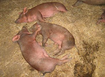 Raza Porcina Red Wattle