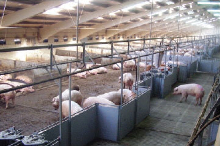 La unidad de cerdo Granja P Plus en la actualidad cuenta con 3.300 cerdas Cntro de entrenamiento para normas de bienestar animal y el uso de la última tecnología.