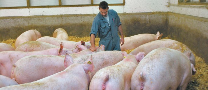 La introducción de nuevas proteínas en el alimento de cerdas gestantes de razas porcinas Sustitución de la harina de soja en la alimentación animal