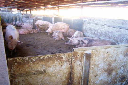 Este tipo de propagación requiere los más altos niveles de bioseguridad