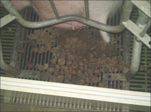 10 maneras de que los agentes patógenos se reparten 