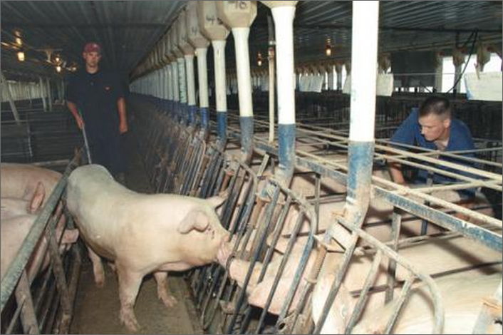 Tiempo para inseminar