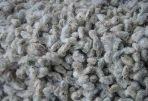 Harina de semilla de algodón en la alimentación de cerdos de razas porcinas Sustitución de la harina de soja en la alimentación animal