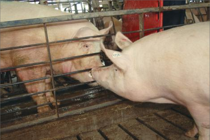 Tiempo para inseminar