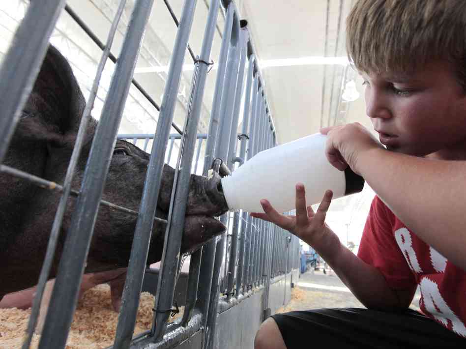 Lechones bebiendo gracias a un niño