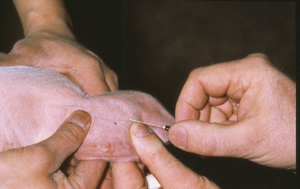 Lechón Inyectado con Antibióticos en Razas Porcinas Lechón Inyectado con Antibióticos en Razas Porcinas