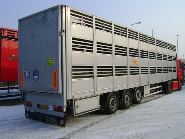 Transporte de cerdos dentro de camiones especiales en Razas Porcinas