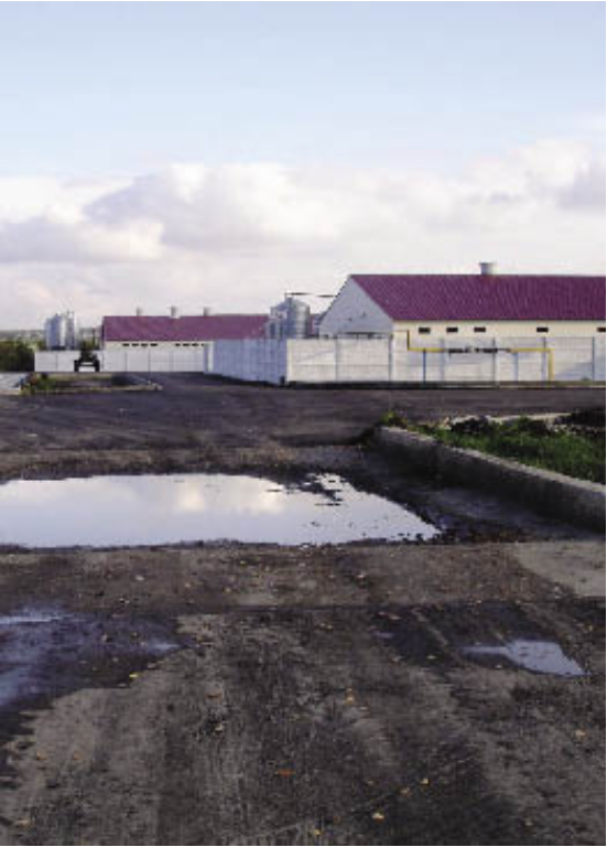 Un nucleo porcin tipifico en desarrollo dentro de las nuevas granjas en rusia de Razas Porcinas