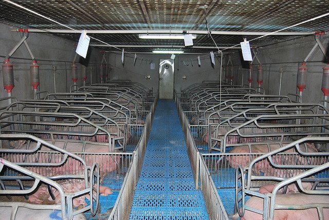 Luz de lamparas en areas de maternidad para estimular el alimento en granjas porcinas de Razas Porcinas