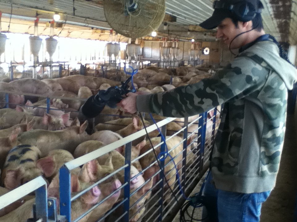 Luz de lamparas y lamparitas en areas de apareamiento reproduccion y alimentacion de cerdas y cerdos de granjas porcinas de Razas Porcinas