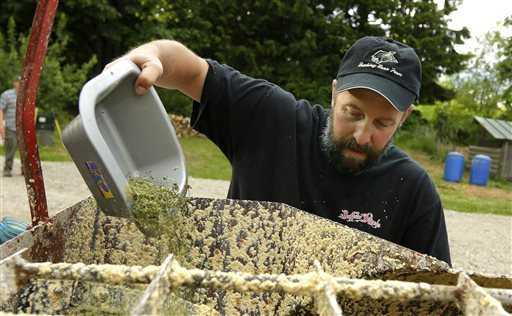 Anade-Hojas-tallos-Otros-Subproductos-de-la-marihuana-medicinal-sin-un-mezclador-de-alimentos-Razas-Porcinas