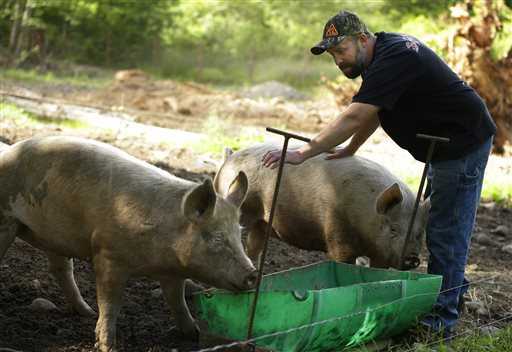 Cerdos-engordados-con-marihuana-vodka-para-lograr-una-carne-deliciosa-Razas-Porcinas
