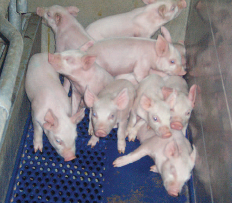 El-calostro-es-primordial-en-el-lechon-recien-nacido-Razas-Porcinas