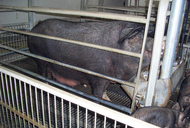 Varios-factores-influyen-en-la-produccion-de-calostro-de-la-cerda-Razas-Porcinas