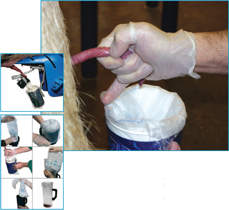 pasos-para-la-correcta-extraccion-del-semen-del-verraco-o-reproductor-Razas-Porcinas