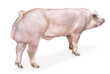 Las-razas-pietrain-y-blanco-belga-dan-carne-de-calidad-inferior-a-razas-porcinas-large-white-o-landrace-con-descenso-del-ph-Razas-Porcinas