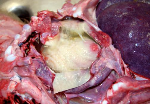 Lesiones-producidas-por-Haemophilus-parasuis-que-termina-provocando-la-bordetella-haemophilus-Razas-Porcinas