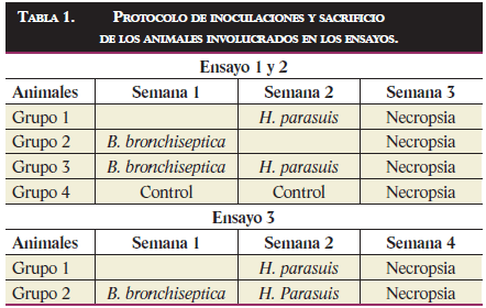 Tabla-1-sobre-el-protocolo-de-inoculaciones-y-sacrificios-de-animales-involucrados-en-ensayos-de-bordetella-haemophilus-Razas-Porcinas