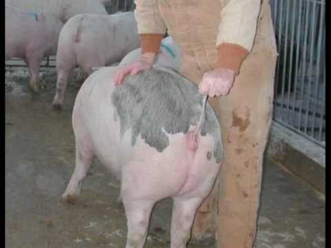inseminando-a-la-cerda-en-celo-con-el-cateter-introducido-Razas-Porcinas