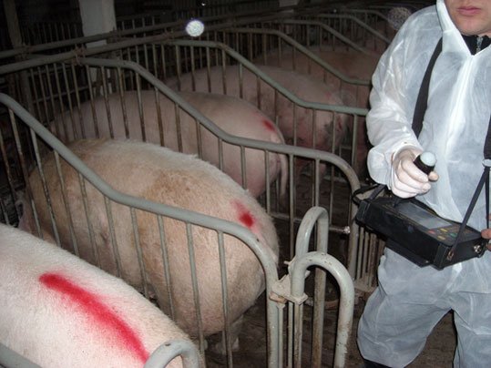 opcional-se-puede-usar-un-detector-de-celo-automatico-Razas-Porcinas