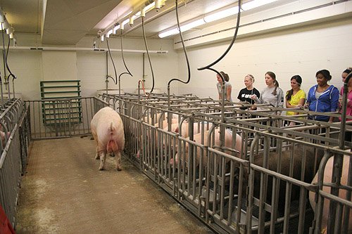 paseo-de-un-verraco-o-padrillo-de-retajo-para-detectar-el-celo-en-las-cerdas-Razas-Porcinas