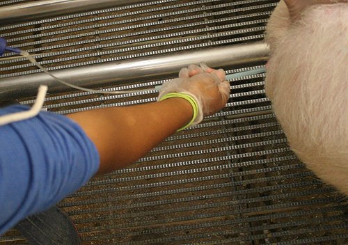 proceso-de-inseminacion-artificial-intrauterina-con-cateter-intrauterino-Razas-Porcinas