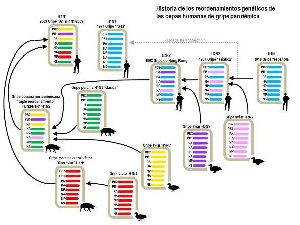 reordenamientos-geneticos-de-las-cepas-humanas-de-gripe-pandemica-Razas-Porcinas