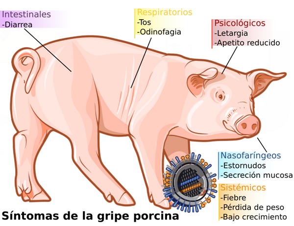 sintomas-en-cerdos-de-la-gripe-porcina-Razas-Porcinas