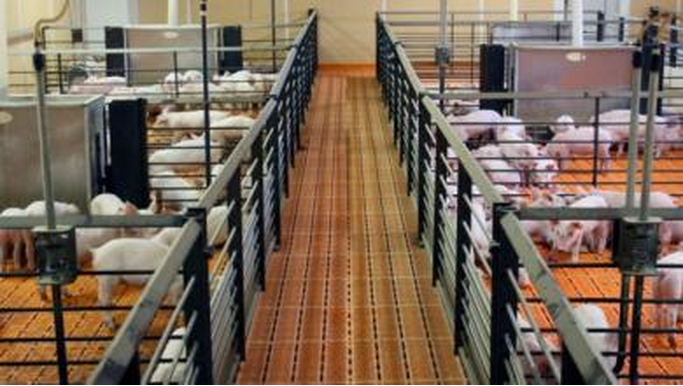 Lechones-se-favorecen-y-prefieren-comer-dietas-con-harina-de-soja-y-no-con-sustitutos-Razas-Porcinas