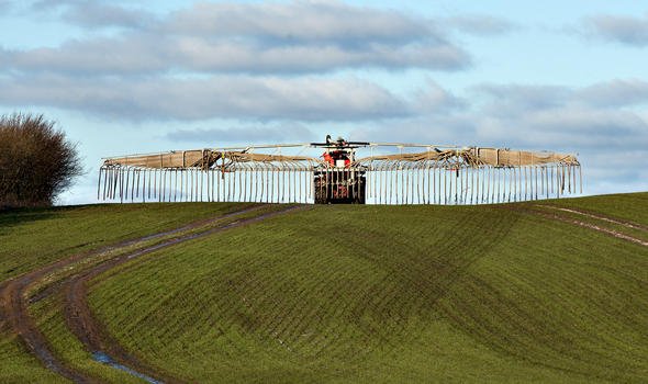 Aplicacion-de-bioabono-como-fertilizante-en-siembra-de-cereales-para-alimentacion-de-cerdos-Razas-Porcinas