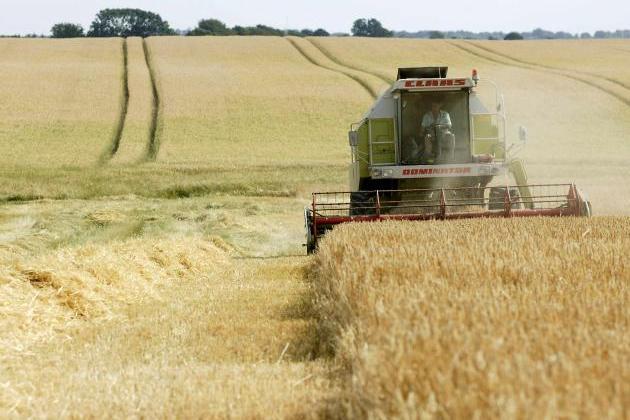 Cosecha-de-Cereales-fertilizados-con-bioabono-fertilizante-resultado-del-proceso-de-digestion-anaerobica-Razas-Porcinas