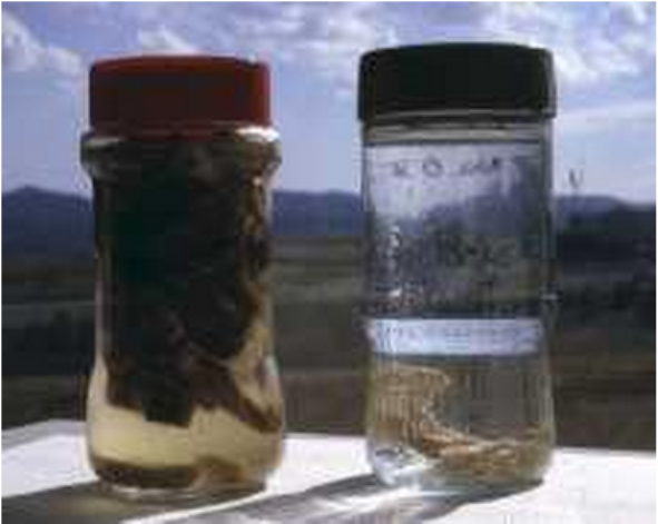 Diagnostico-de-necropsias-con-tejidos-fijados-en-formol-de-una-fijacion-adecuada-y-otra-10-veces-mayor-en-proporcion-al-tejido-Razas-Porcinas