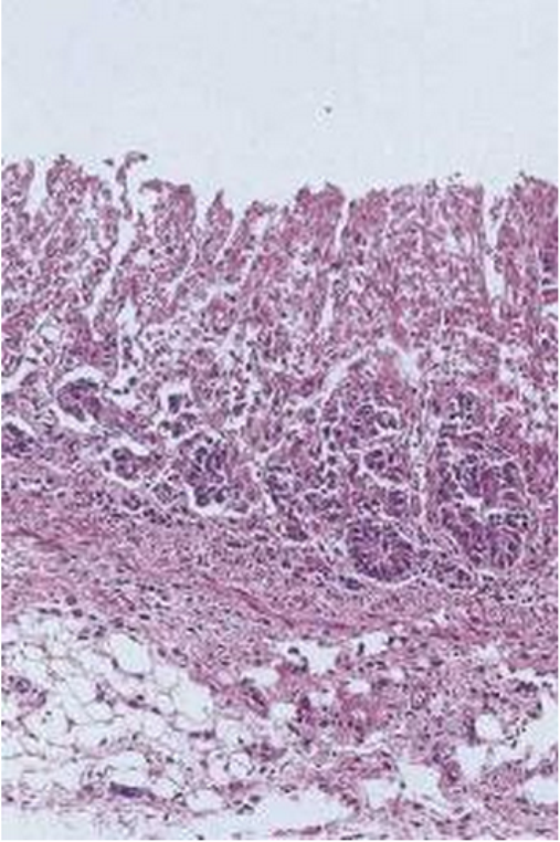 Diagnostico-de-necropsias-muestra-de-intestino-delgado-autolitico-con-perdida-de-estructura-de-un-cerdo-recien-necropsiado-Razas-Porcinas