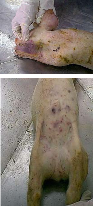Enfermedad-de-lechones-Trombocitopenia-Purpura-con-carencia-de-temperatura-elevada-Razas-Porcinas
