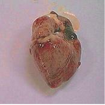 Enfermedad-de-lechones-Trombocitopenia-Purpura-que-en-necropsia-muestra-hemorragias-en-el-corazon-miocardio-Razas-Porcinas