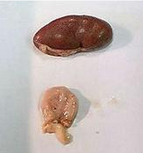 Enfermedad-de-lechones-Trombocitopenia-Purpura-que-en-necropsia-muestra-hemorragias-en-el-estomago-y-pancreas-Razas-Porcinas