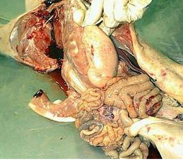 Enfermedad-de-lechones-Trombocitopenia-Purpura-que-en-necropsia-muestra-hemorragias-en-el-intestino-delgado-y-grueso-Razas-Porcinas