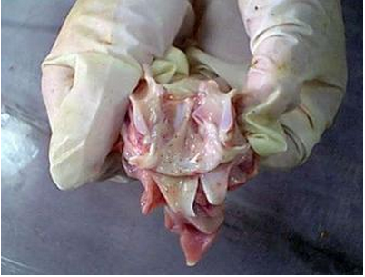 Enfermedad-de-lechones-Trombocitopenia-Purpura-que-en-necropsia-muestra-hemorragias-en-el-pleura-Razas-Porcinas