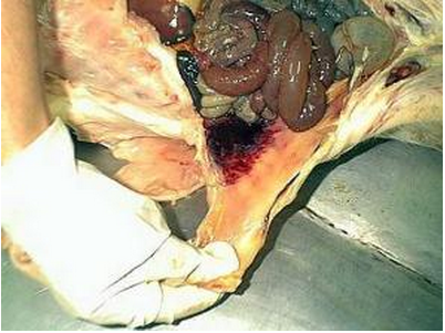 Enfermedad-de-lechones-Trombocitopenia-Purpura-que-en-necropsia-muestra-hemorragias-en-tejido-muscular-adyacente-Razas-Porcinas