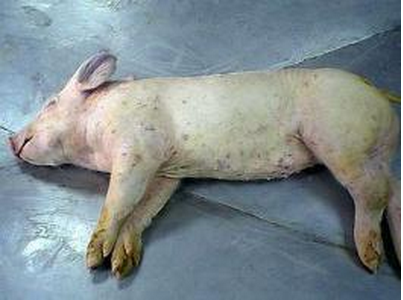 Enfermedad-de-lechones-Trombocitopenia-Purpura-que-en-necropsia-muestra-hemorragias-en-tejido-muscular-subyacente-Razas-Porcinas