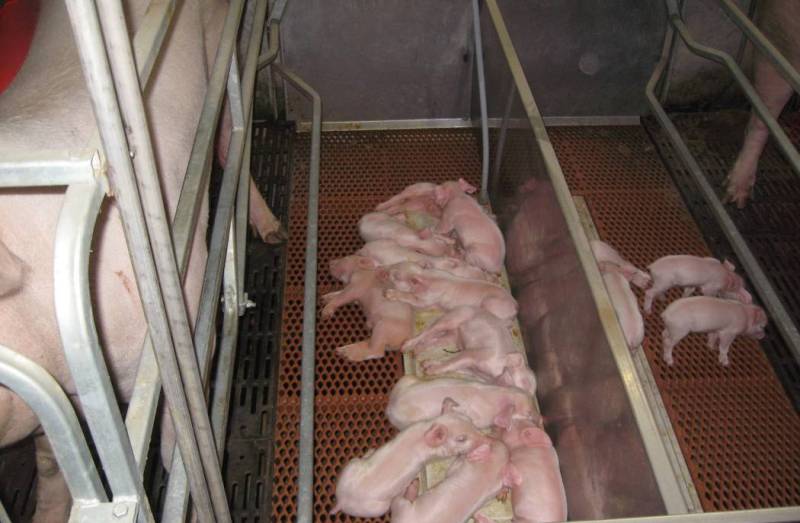 Control-de-la-salud-y-alto-nivel-de-gestion-para-las-nuevas-cerdas-jovenes-y-lograr-una-exitosa-produccion-de-cerdos-Razas-Porcinas