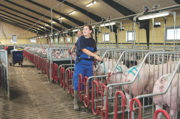 Correcta-deteccion-del-calor-estro-del-celo-de-la-cerda-primeriza-cachorra-para-inseminar-o-montar-con-verraco-Razas-Porcinas