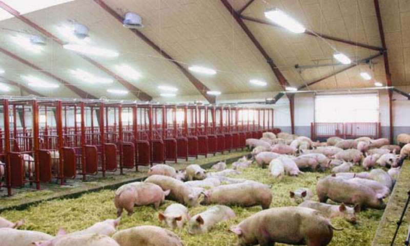 La-introduccion-a-la-sala-galpon-de-gestacion-es-algo-importante-en-las-cerdas-primerizas-cachorras-jovenes-Razas-Porcinas