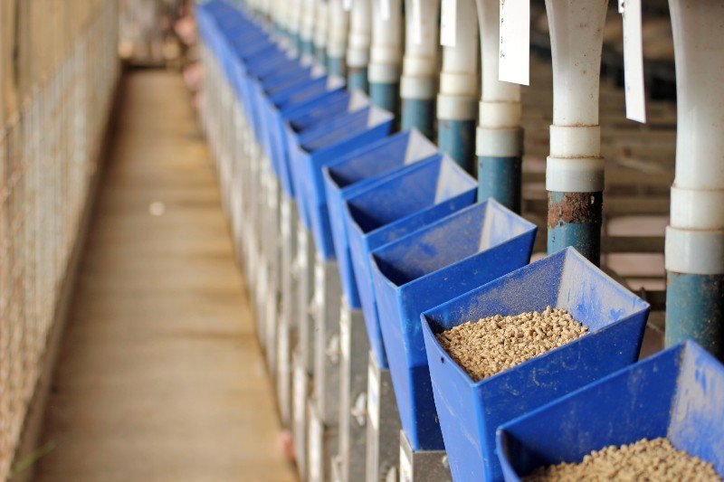 Recomendacion-de-racion-diaria-de-alimentacion-para-cerdas-jovenes-con-buena-salud-intestinal-y-de-estomago-Razas-Porcinas