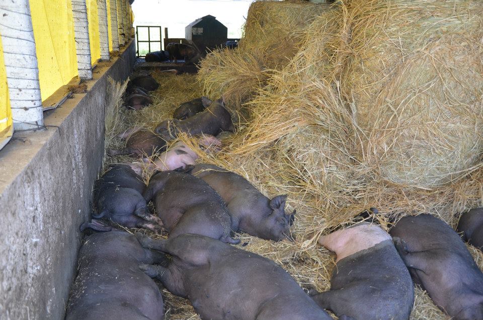 Gestación de Cerdas y Maternidad en Cama Profunda o Túnel de Viento